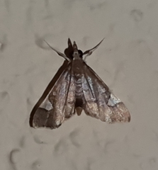 Deuterophysa