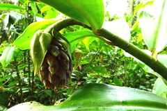 Costus acreanus