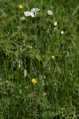 Achillea macrophylla