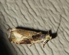 Olethreutes connectum