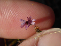Lessingia micradenia micradenia