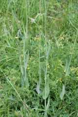 Turritis brassica