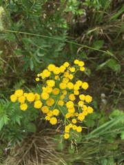Tanacetum vulgare