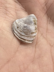 Dreissena polymorpha