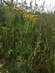 Tanacetum vulgare