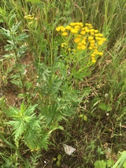 Tanacetum vulgare