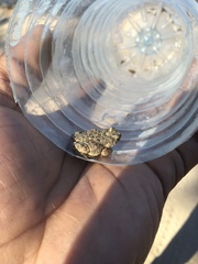 Poyntonophrynus fenoulheti