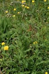 Achillea macrophylla