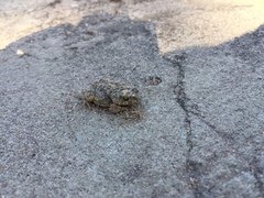 Poyntonophrynus fenoulheti