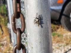 Phidippus carolinensis