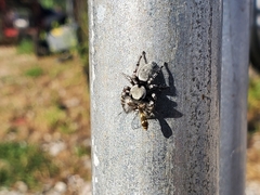 Phidippus carolinensis