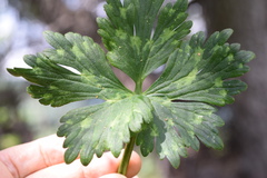 Ranunculus serpens polyanthemophyllus