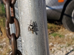 Phidippus carolinensis