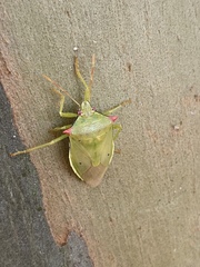 Brontocoris nigrolimbatus