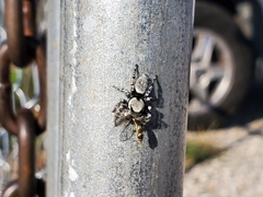 Phidippus carolinensis