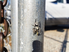 Phidippus carolinensis