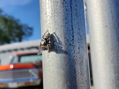 Phidippus carolinensis