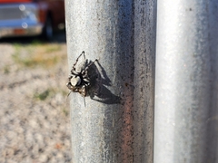 Phidippus carolinensis