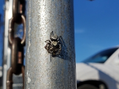 Phidippus carolinensis