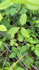 Euonymus fortunei