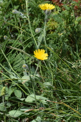 Hieracium dentatum