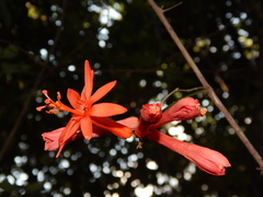 Passiflora securiclata
