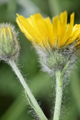 Hieracium dentatum