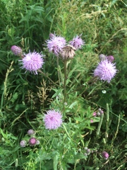Cirsium arvense