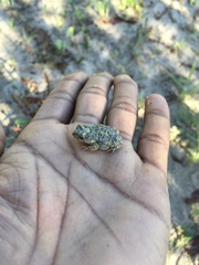 Poyntonophrynus fenoulheti