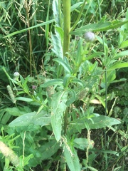Cirsium arvense