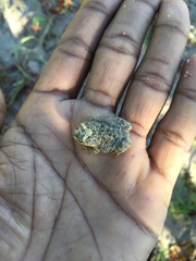 Poyntonophrynus fenoulheti