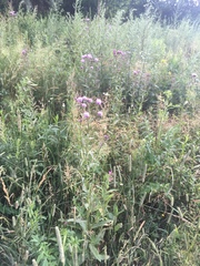 Cirsium arvense