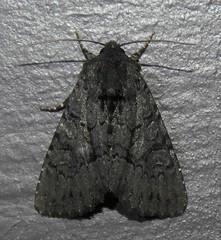 Apamea impulsa