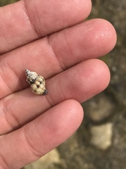 Peristernia chlorostoma