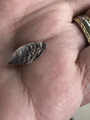 Dreissena polymorpha