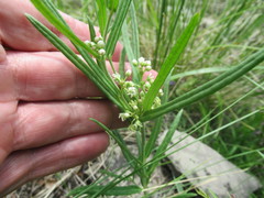 Vincetoxicum sibiricum