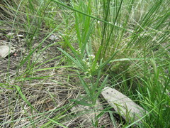 Vincetoxicum sibiricum