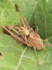 Xyleus discoideus angulatus