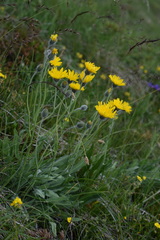 Hieracium dentatum