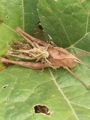 Xyleus discoideus angulatus