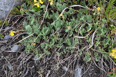 Coronilla vaginalis