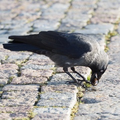 Corvus monedula