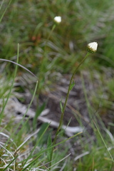 Leucanthemum heterophyllum