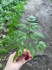 Anthriscus sylvestris