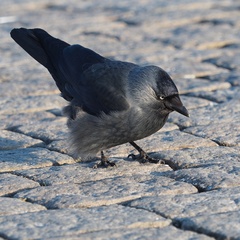 Corvus monedula
