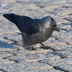 Corvus monedula
