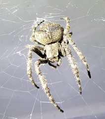 Araneus ventricosus