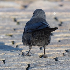 Corvus monedula