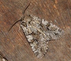 Pachetra sagittigera