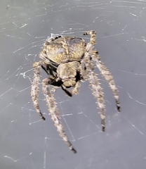 Araneus ventricosus